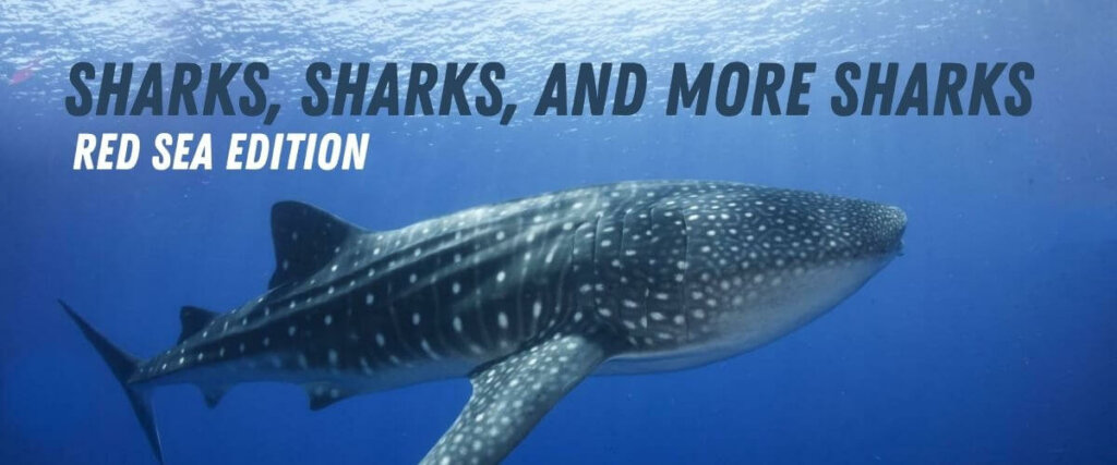 Sharks Red Sea - Whaleshark underwater shot
