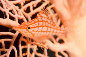 Hawkfish