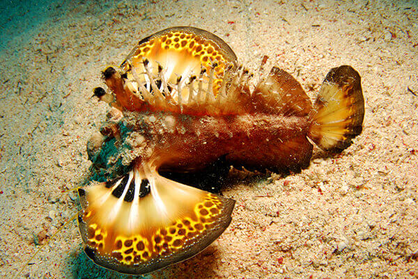 Red Sea Walkman
